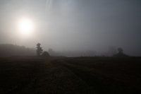 Walking in the Mystical Light