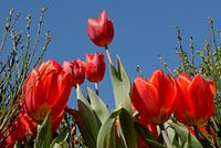 rote Tulpen hautnah am blauen Himmel