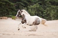 Pferd auf freiem Fuß