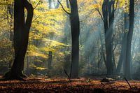 Die Magie der Speulderbos