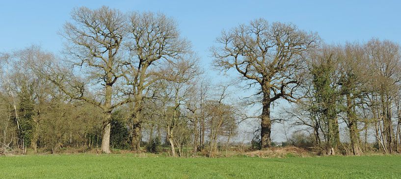 Alte Eichen von Wim vd Neut