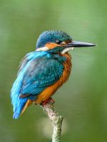 Portrait of a kingfisher