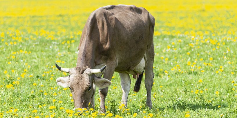 Allgäuer Braunvieh (Bos primigenius taurus), Allgäu, Bavaria, Germany, Europe by Walter G. Allgöwer