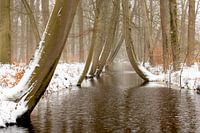 Die tanzenden Bäume