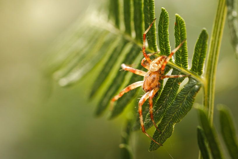 The silent hunter - Kampina by Miranda Geerts Art