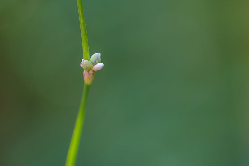 Boutons par Moetwil en van Dijk - Fotografie