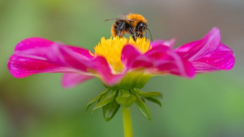 Dahlia Mies und Biene von Nicole Jagerman