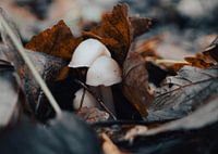 Cute Dutch Autumn Mushrooms