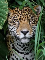Jaguar im Amazonas Regenwald