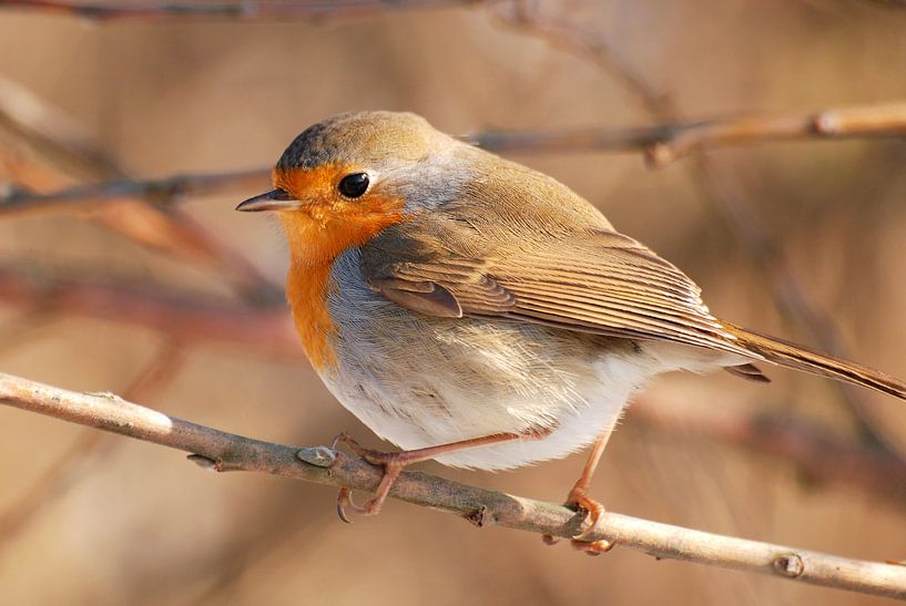 Robins (Erithacus rubecula) par Margreet Frowijn