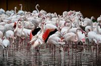 plus de 400 flamants roses
