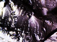 Les ours Haribo sous le microscope