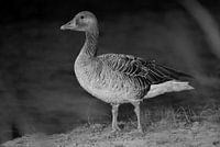 Greylag goose (black and white)