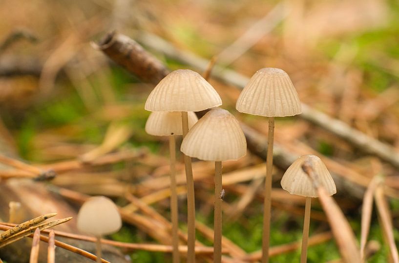 Delicate mushrooms filigree on the forest floor by Martin Köbsch