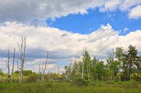 Moorlandschaft Pfrunger-Burgweiler Ried bei Wilhelmsdorf im Frühling
