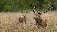 Red deer De Mortelen