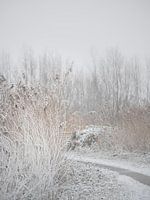Walking through the snow