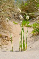 Grass in the dunes