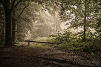 Atmosphärischer Waldweg