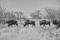 Troupeau de gnous de passage