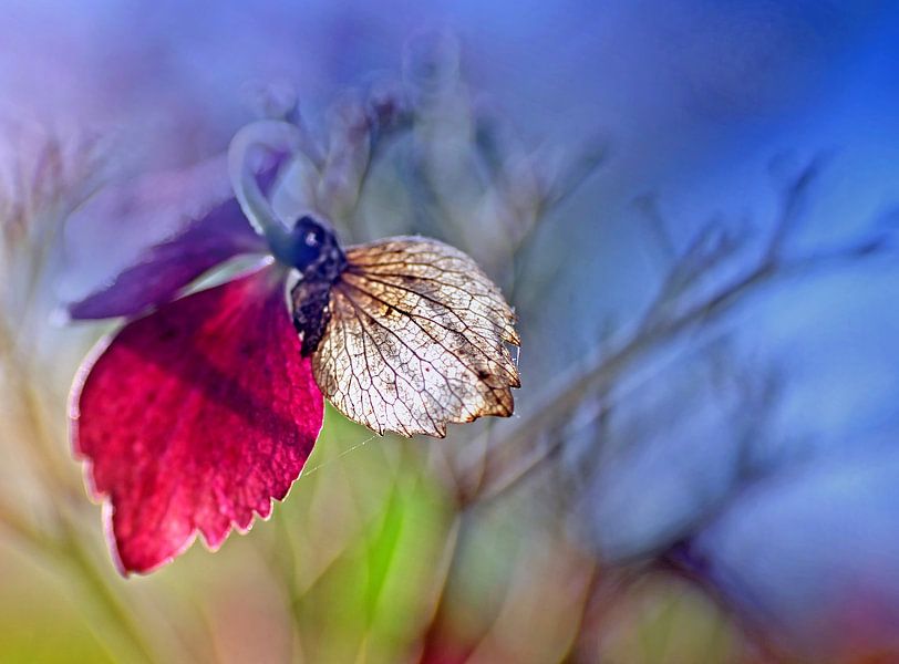 Herbstfarben von Marlies Prieckaerts