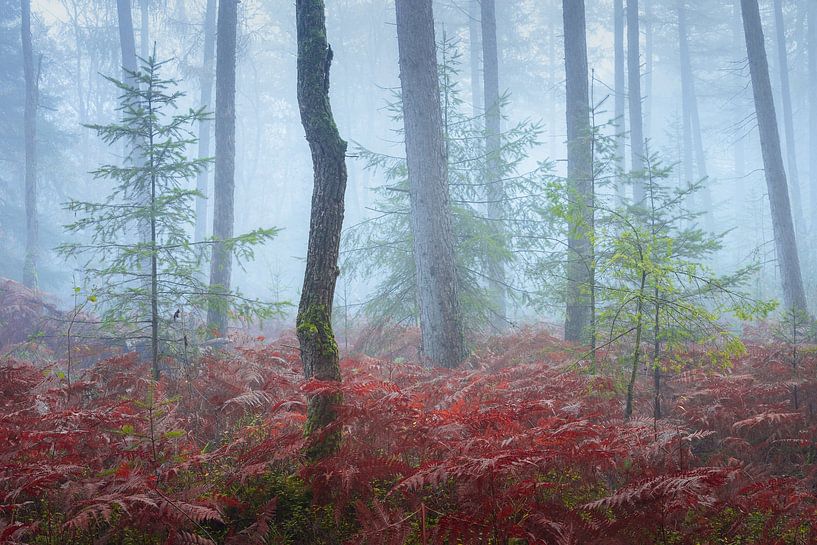 Fougères dans la brume | Photo de forêt | Veluwe par Marijn Alons