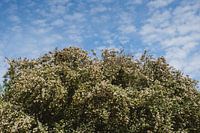 Blütenbaum unter blauem Himmel