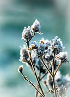 Bouton de fleur gelé au milieu de l'hiver