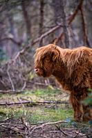 Schottische Highlander, Wezepsche Heide
