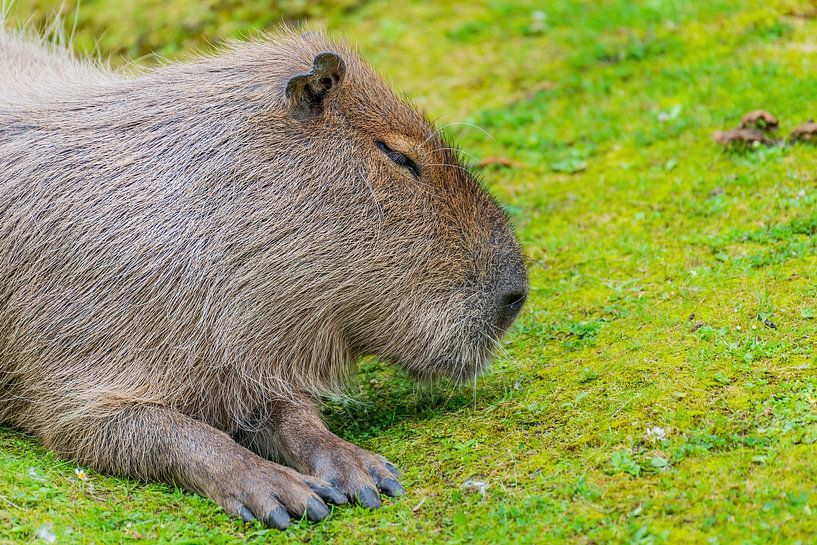 Wasserschwein - Hydrochaeris hydrochaeris von Rob Smit