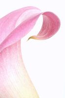 Rosa Calla vor weißem Hintergrund