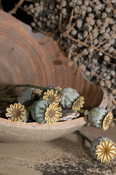 Nature morte de cosses de pavot par Aan Kant