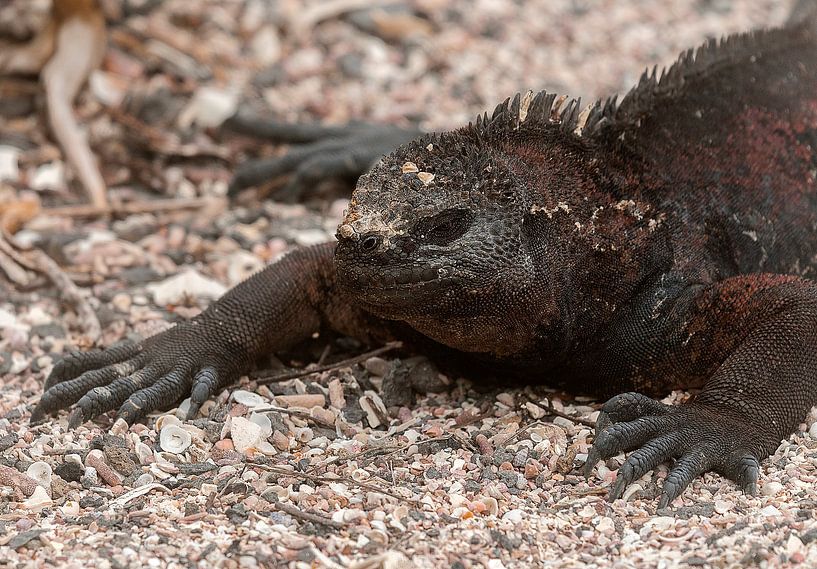 Zeeleguaan von Maarten Verhees