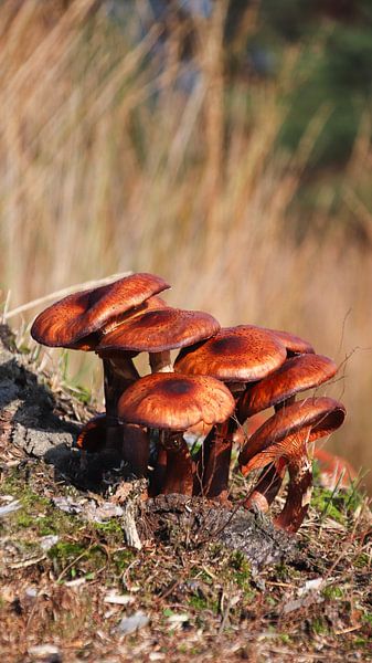 Paddestoelen van AciPhotography