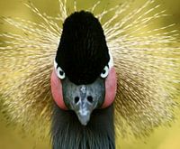 Portrait of a crowned crane