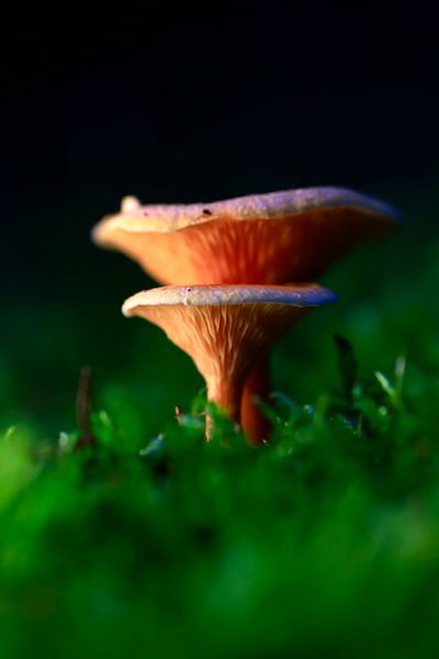 L'automne par Thomas Jäger