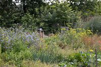 Wilde Möhre (Daucus Carota)