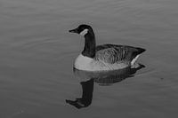 Canada goose