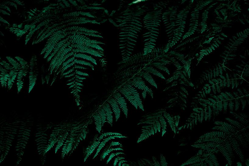Fern par Joris Machholz