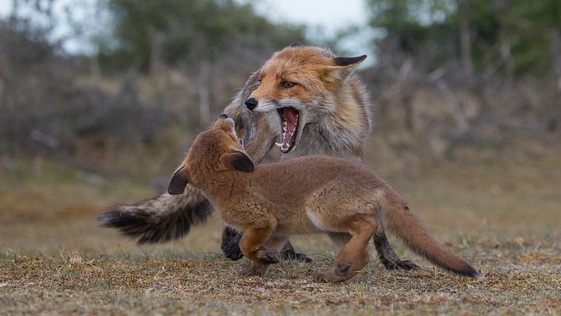 Discipline for your loved ones by Jan-Willem Mantel