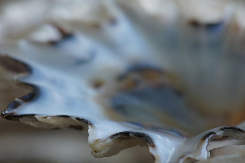 Shell I van Carla Mesken-Dijkhoff