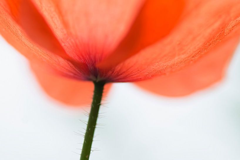 The underside of a poppy against a light background by Birgitte Bergman