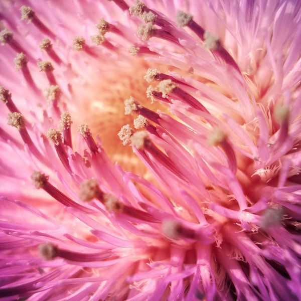PINK THISTLE BLOOM par Pia Schneider