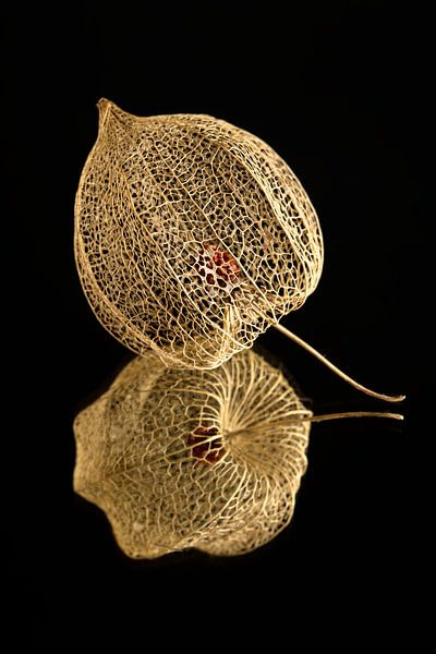 Die Strukturen der Unbeständigkeit von Marjolijn van den Berg