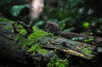 Eine kleine Maus im Wald