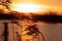 Sunrise photographed by reed