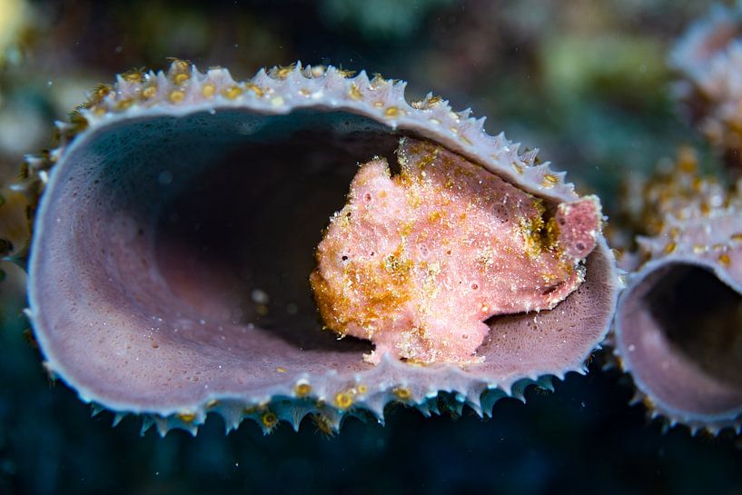 Poisson-grenouille par Roel Jungslager