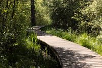 Vlonder -pad in Natuurgebied de Moerputten