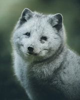 happy arctic fox