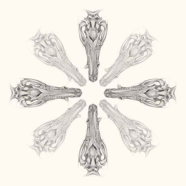 Wildschweinschädel und der Kreislauf des Lebens von Adriana Müller